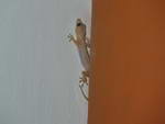 Hotel Iberostar Hacienda Dominicus am Strand von Bayahibe ein Gecko.